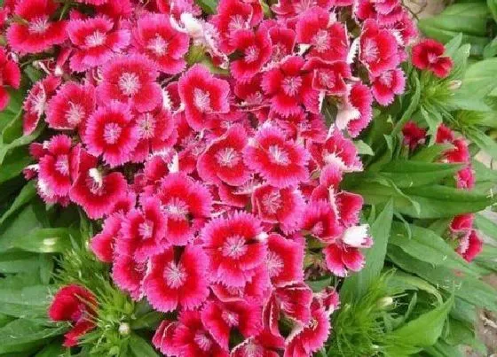 植物常识问题|石竹花可以淋雨吗（下雨天石竹花能放在外面淋雨吗 ）