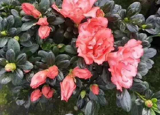 植物常识问题|怎么养护杜鹃花叶片油绿长势旺