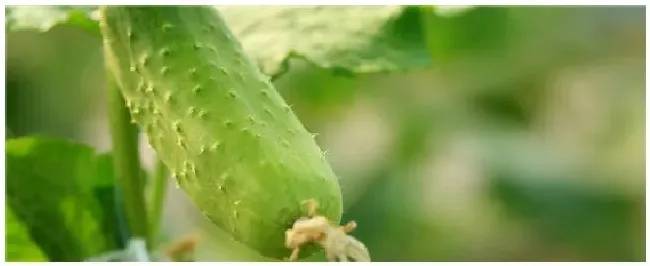 黄瓜化瓜怎么办 | 农业常识