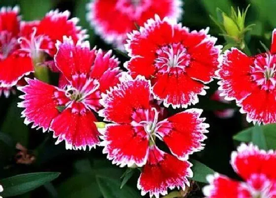 植物常识问题|石竹花可以淋雨吗（下雨天石竹花能放在外面淋雨吗 ）