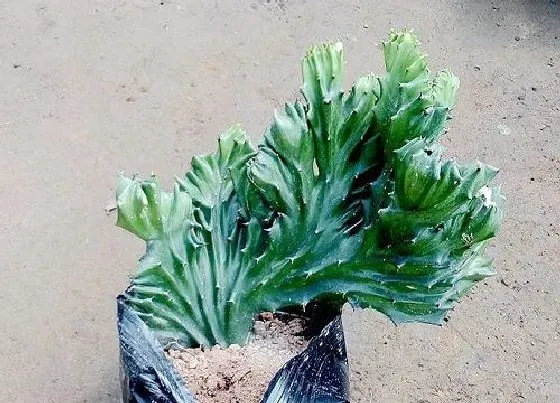 植物常识问题|多肉植物麒麟受了冻害怎么处理