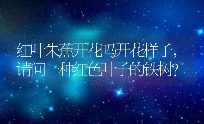 红叶朱蕉开花吗开花样子,请问一种红色叶子的铁树？ | 养殖常见问题