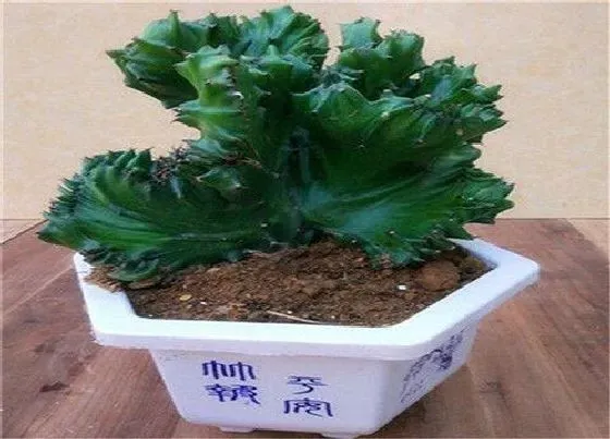 植物常识问题|多肉植物麒麟受了冻害怎么处理