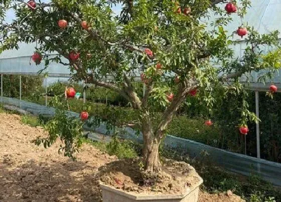 植物常识问题|房前栽什么树风水好 农村房屋种什么树旺风水又招财