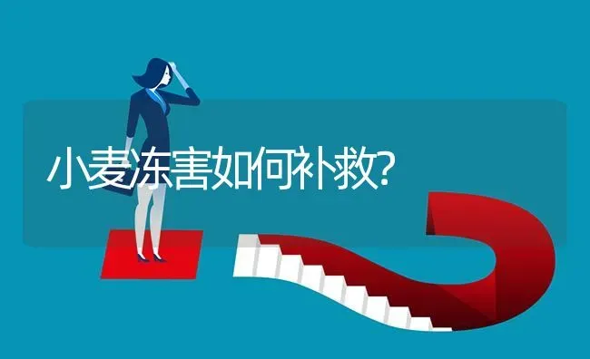 小麦冻害如何补救? | 养殖问题解答