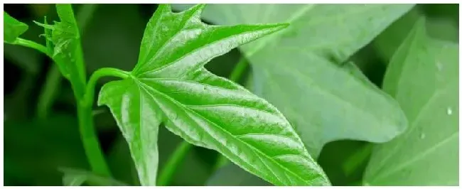红薯苗剪根到什么位置 | 农业答疑