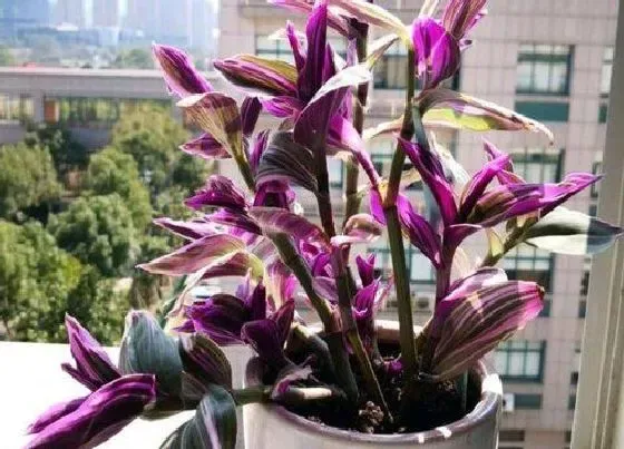植物常识问题|油画吊兰高温天气如何养护叶片颜色漂亮