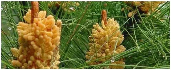 松花粉哪里的产地最好？ | 三农问答