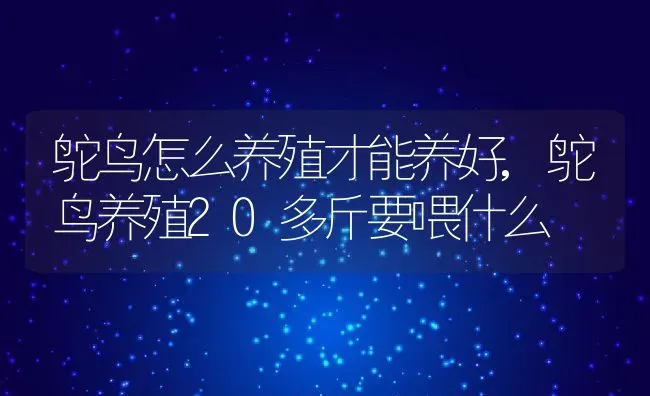 鸵鸟怎么养殖才能养好,鸵鸟养殖20多斤要喂什么 | 养殖常见问题