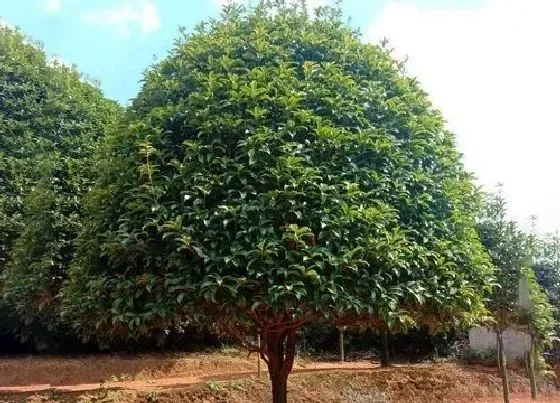 植物常识问题|房前栽什么树风水好 农村房屋种什么树旺风水又招财