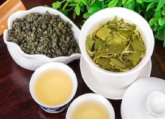 植物常识问题|茉莉毛尖属于什么茶 泡茉莉毛尖茶叶喝的功效与作用