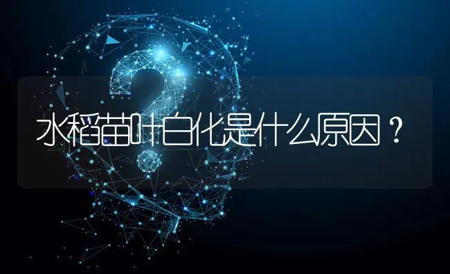 水稻苗叶白化是什么原因? | 养殖问题解答