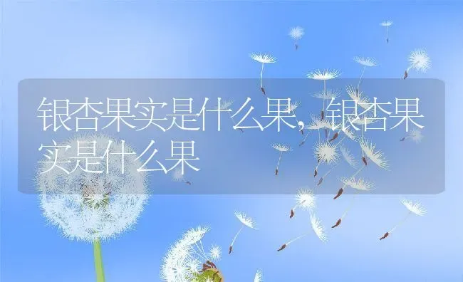 银杏果实是什么果,银杏果实是什么果 | 养殖常见问题