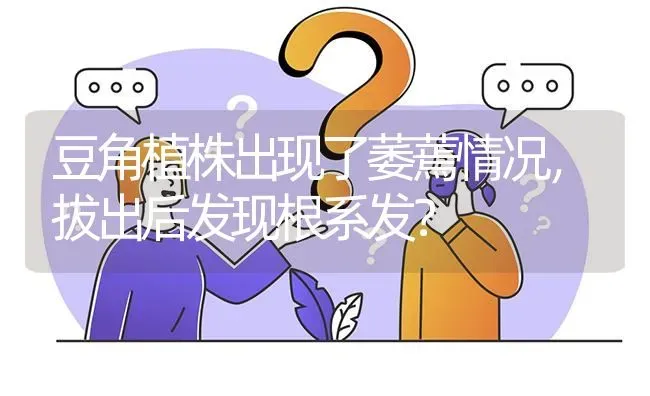 豆角植株出现了萎蔫情况,拔出后发现根系发? | 养殖问题解答