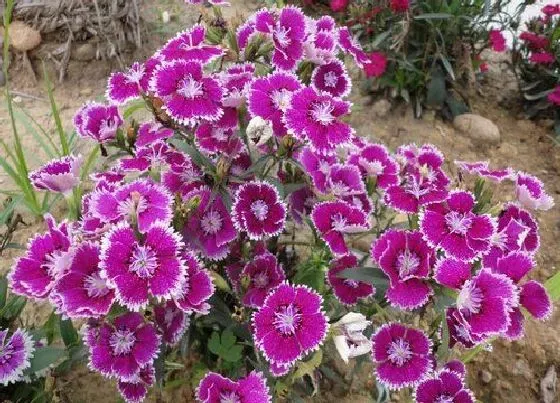 植物常识问题|石竹花可以淋雨吗（下雨天石竹花能放在外面淋雨吗 ）