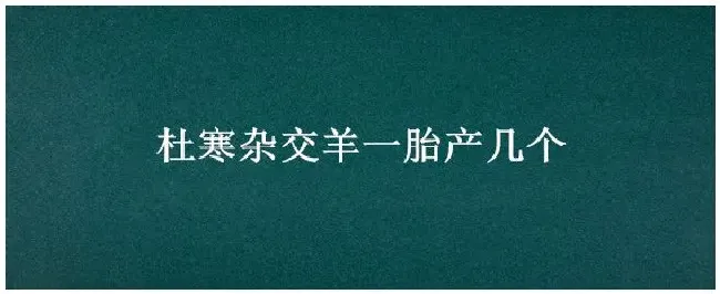 杜寒杂交羊一胎产几个 | 农业答疑