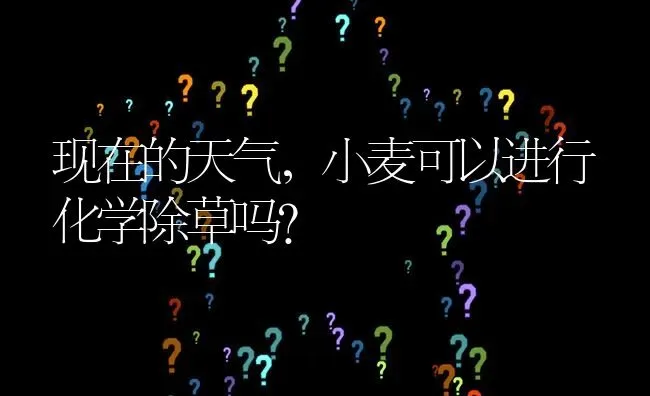 现在的天气,小麦可以进行化学除草吗? | 养殖问题解答