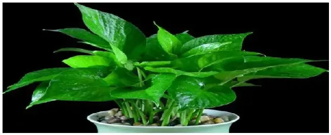 绿藻是什么植物 | 生活常识