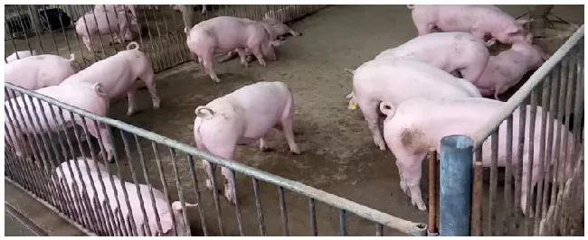 如何确认母猪排卵 | 农业常识