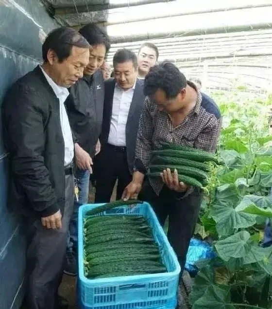 植物常识问题|黄瓜苦味瓜的产生原因及预防措施（造成黄瓜发苦的原因）