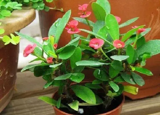 植物常识问题|家庭如何养殖刺梅花开不断