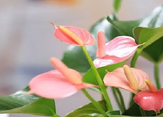 植物常识问题|入秋后如何养红掌花开多多