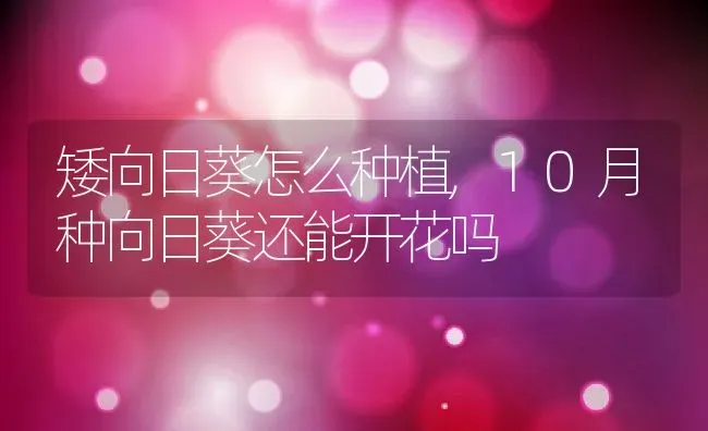 矮向日葵怎么种植,10月种向日葵还能开花吗 | 养殖常见问题
