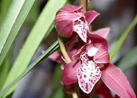 植物常识问题|阳台兰花该怎么浇水