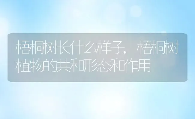 梧桐树长什么样子,梧桐树植物的共和形态和作用 | 养殖常见问题