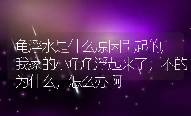 龟浮水是什么原因引起的,我家的小龟龟浮起来了，不的为什么，怎么办啊 | 养殖常见问题