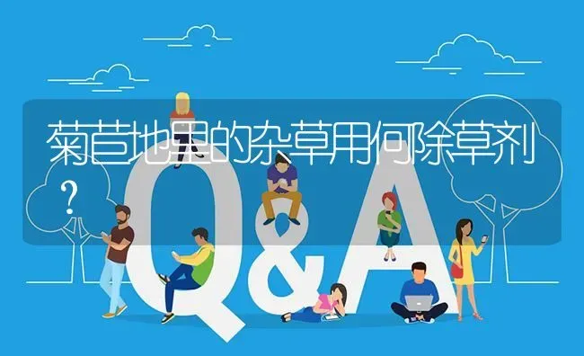 菊苣地里的杂草用何除草剂? | 养殖问题解答