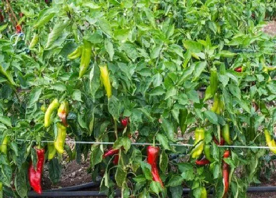 植物常识问题|辣椒只长叶子不开花