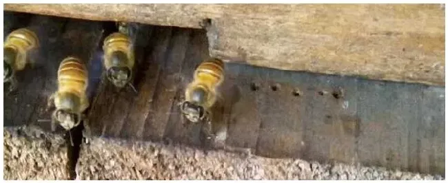 怎样识别盗蜂？ | 科普知识