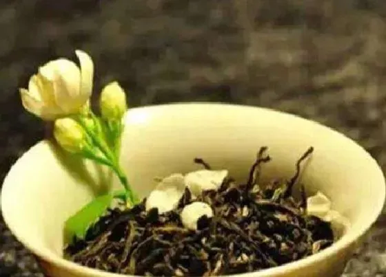植物常识问题|茉莉毛尖属于什么茶 泡茉莉毛尖茶叶喝的功效与作用