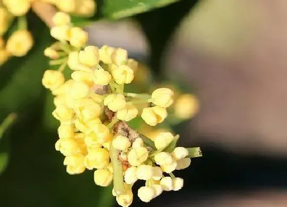 植物常识问题|桂花能吃吗 桂花有哪些食用方法及用处和功效