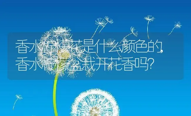 香水柠檬花是什么颜色的,香水柠檬盆栽开花香吗？ | 养殖常见问题