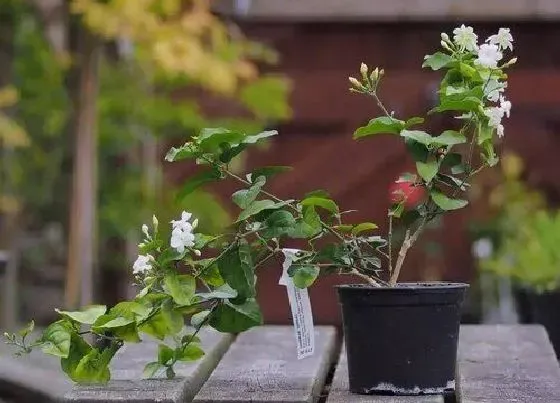 植物常识问题|茉莉花小苗如何把根系养好