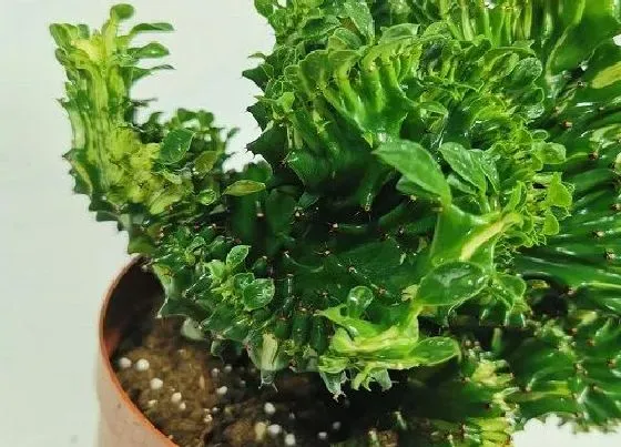 植物常识问题|多肉植物麒麟受了冻害怎么处理