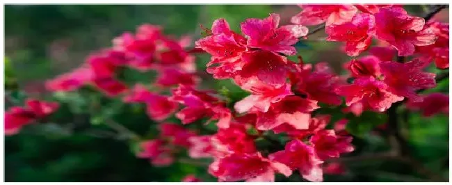 锦绣杜鹃的花期是多久 | 三农答疑