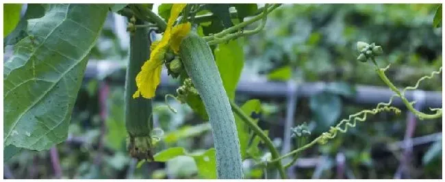 丝瓜的种植时间与育苗方法 | 三农问答