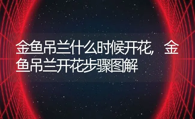 金鱼吊兰什么时候开花,金鱼吊兰开花步骤图解 | 养殖常见问题