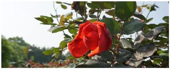 月季怎么浇水 | 三农答疑