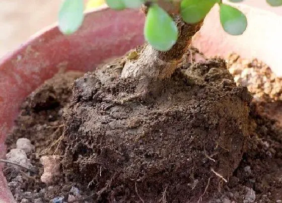 植物常识问题|金枝玉叶盆土板结怎么办