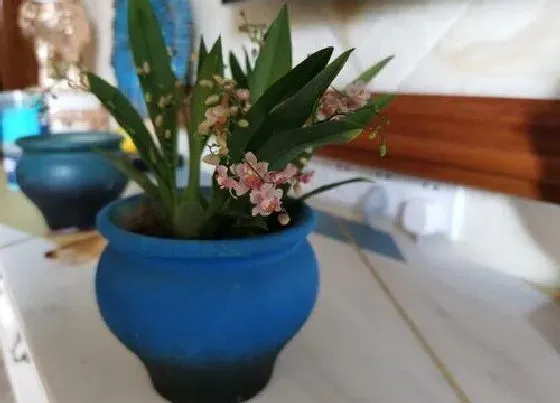 植物常识问题|新手养护兰花都有哪些禁忌
