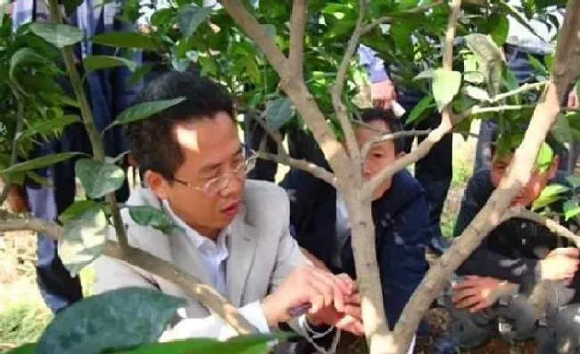 植物常识问题|为什么环割可以提高果树产量（果树环割能多结果增产）