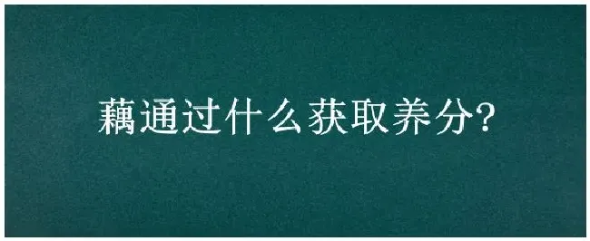 藕通过什么获取养分? | 农业答疑