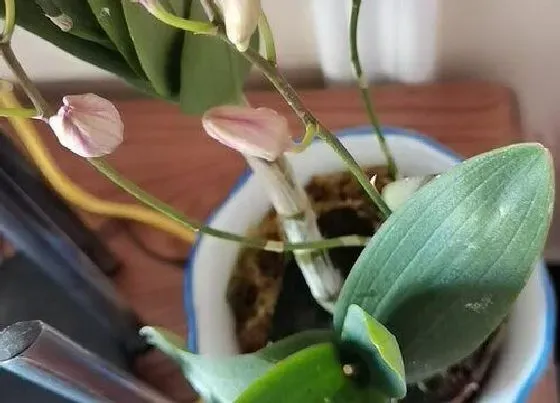植物常识问题|平时如何养护石斛兰
