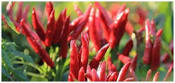 朝天椒从播种到开花结果需要多久 | 三农问答