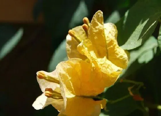 植物常识问题|三角梅为什么不开花只长叶子 不开花的原因及处理方法
