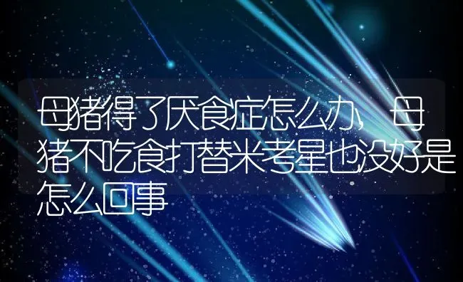 母猪得了厌食症怎么办,母猪不吃食打替米考星也没好是怎么回事 | 养殖常见问题